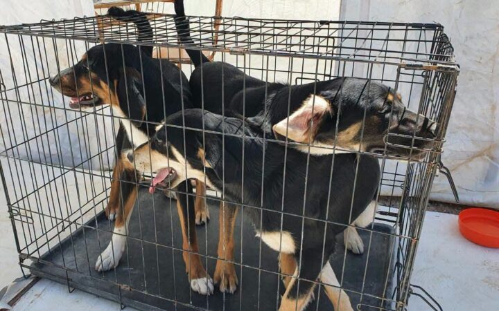 Σκύλοι μέσα σε μεταλλικό κλουβί μεταφοράς, σε εσωτερικό χώρο.