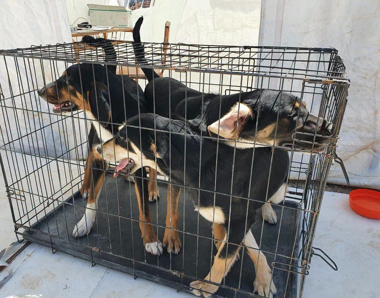 Σκύλοι μέσα σε μεταλλικό κλουβί μεταφοράς, σε εσωτερικό χώρο.